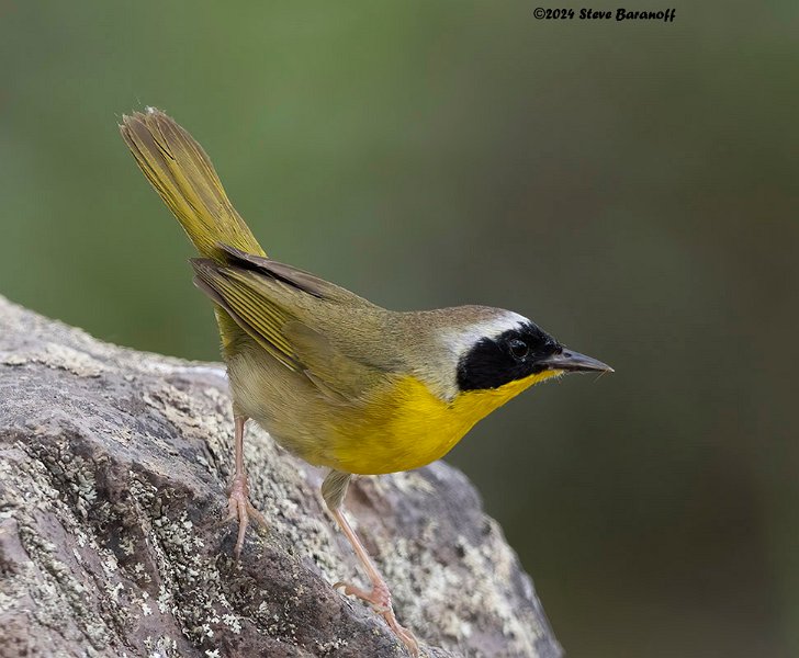 _B248537 common yellowthroat.jpg